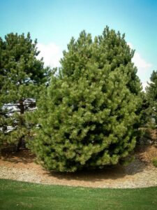 Сосна Чёрная (Pinus Nigra) купить по цене от 270.00р. в интернет-магазине «Посадика» с доставкой почтой в в Велиже и по всей России – [изображение №1].