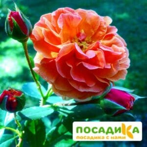 Роза Арабия купить по цене от 350.00р. в интернет-магазине «Посадика» с доставкой почтой в в Велиже и по всей России – [изображение №1].