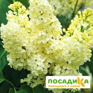 Сирень Примроуз (Primrose) купить по цене от 529.00р. в интернет-магазине «Посадика» с доставкой почтой в в Велиже и по всей России – [изображение №1].