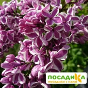 Сирень Сенсация купить по цене от 529.00р. в интернет-магазине «Посадика» с доставкой почтой в в Велиже и по всей России – [изображение №1].