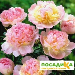 Пион Распберри Сандей (Paeonia Raspberry Sundae) купить по цене от 959р. в интернет-магазине «Посадика» с доставкой почтой в в Велиже и по всей России – [изображение №1].