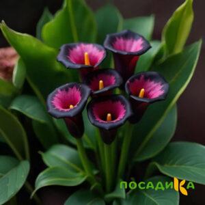 Калла Аура Лейс купить по цене от 400р. в интернет-магазине «Посадика» с доставкой почтой в в Велиже и по всей России – [изображение №1].