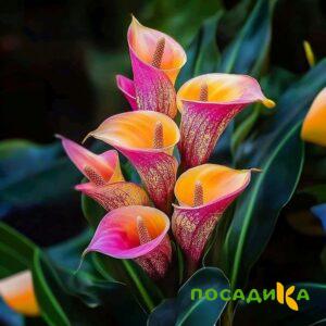 Калла Оникс купить по цене от 450р. в интернет-магазине «Посадика» с доставкой почтой в в Велиже и по всей России – [изображение №1].