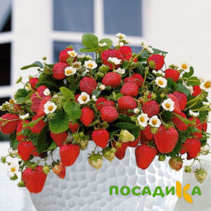 Клубника Рубиновый Шепот (горшечная) купить по цене от 240р. в интернет-магазине «Посадика» с доставкой почтой в в Велиже и по всей России – [изображение №1].