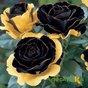 Роза Ханни Сикл купить по цене от 700р. в интернет-магазине «Посадика» с доставкой почтой в в Велиже и по всей России – [изображение №1].