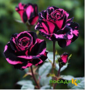 Роза Багровый Шепот купить по цене от 366р. в интернет-магазине «Посадика» с доставкой почтой в в Велиже и по всей России – [изображение №1].