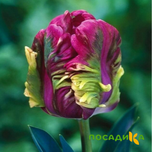 Тюльпан Экзотик Хэвен купить по цене от 186р. в интернет-магазине «Посадика» с доставкой почтой в в Велиже и по всей России – [изображение №1].