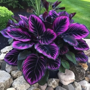 Хоста Люминоза купить по цене от 450р. в интернет-магазине «Посадика» с доставкой почтой в в Велиже и по всей России – [изображение №1].