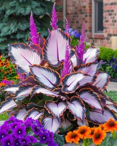 Хоста Кримэн Дрим купить по цене от 549р. в интернет-магазине «Посадика» с доставкой почтой в в Велиже и по всей России – [изображение №1].