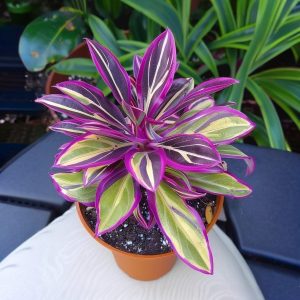 Хоста Сильвер Стик купить по цене от 650р. в интернет-магазине «Посадика» с доставкой почтой в в Велиже и по всей России – [изображение №1].