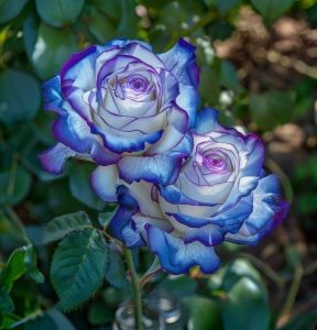 Роза Пэтолз Хоуп купить по цене от 333р. в интернет-магазине «Посадика» с доставкой почтой в в Велиже и по всей России – [изображение №1].