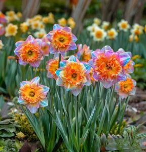 Нарцисс Айвери Дон купить по цене от 3000р. в интернет-магазине «Посадика» с доставкой почтой в в Велиже и по всей России – [изображение №1].