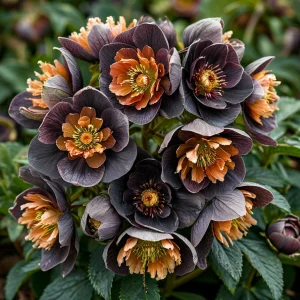 Морозник Блум Айс купить по цене от 499р. в интернет-магазине «Посадика» с доставкой почтой в в Велиже и по всей России – [изображение №1].