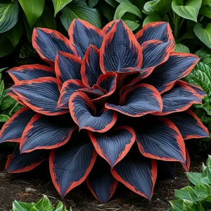 Хоста Солнечный Агат купить по цене от 440р. в интернет-магазине «Посадика» с доставкой почтой в в Велиже и по всей России – [изображение №1].