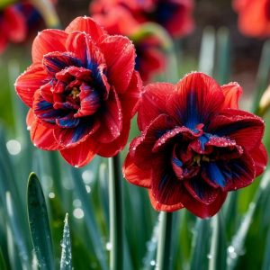 Нарцисс Эрличе купить по цене от 386р. в интернет-магазине «Посадика» с доставкой почтой в в Велиже и по всей России – [изображение №1].