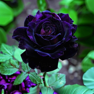 Роза Блэк Пантер купить по цене от 319р. в интернет-магазине «Посадика» с доставкой почтой в в Велиже и по всей России – [изображение №1].