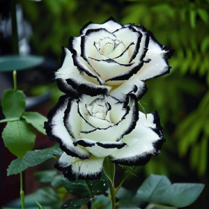 Роза Силк Ивин купить по цене от 319р. в интернет-магазине «Посадика» с доставкой почтой в в Велиже и по всей России – [изображение №1].