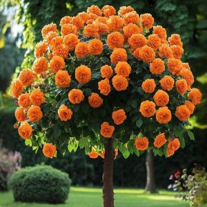 Роза Солнечный Шарм купить по цене от 349р. в интернет-магазине «Посадика» с доставкой почтой в в Велиже и по всей России – [изображение №1].