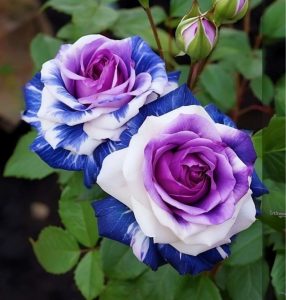 Роза Айвори Каскад купить по цене от 420р. в интернет-магазине «Посадика» с доставкой почтой в в Велиже и по всей России – [изображение №1].