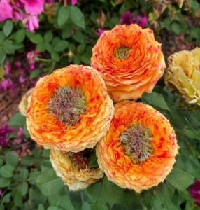 Роза Золотой Мираж купить по цене от 420р. в интернет-магазине «Посадика» с доставкой почтой в в Велиже и по всей России – [изображение №1].