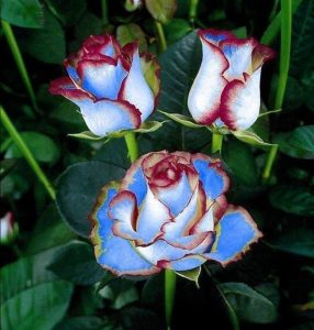 Роза Сафайер Пэтл купить по цене от 450р. в интернет-магазине «Посадика» с доставкой почтой в в Велиже и по всей России – [изображение №1].